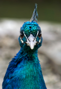burung-merak 17 senarai